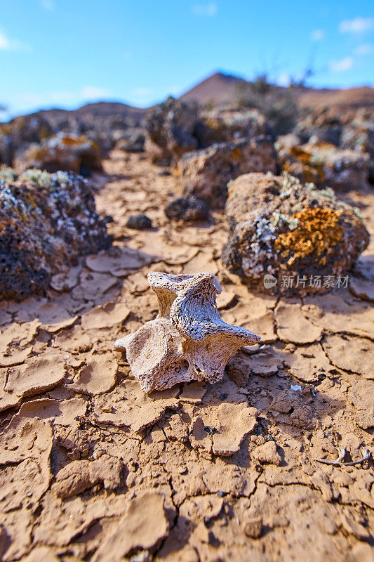 山羊椎骨在malpais Grande，靠近Caldera de los Arrabales volcano, Fuerteventura